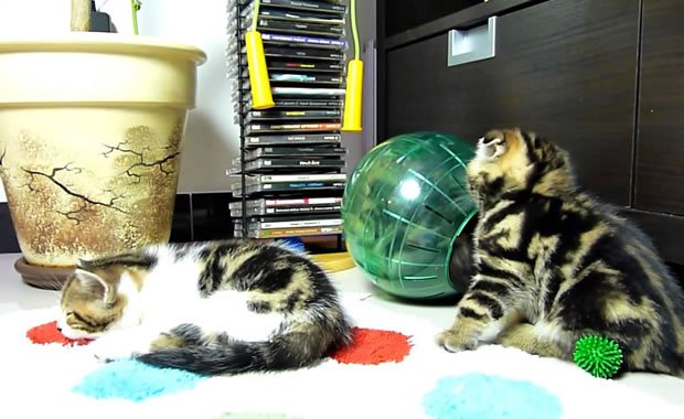 gatti sfera