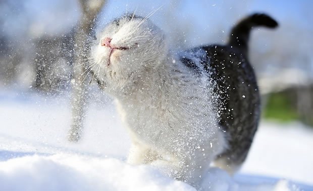 gatto gioca nella neve