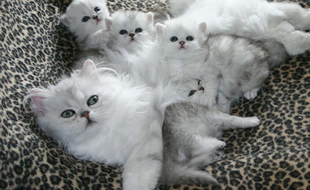gattini bianchi