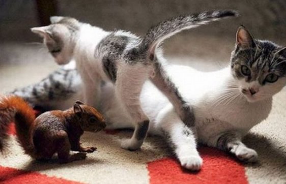 gatto e scoiattoli