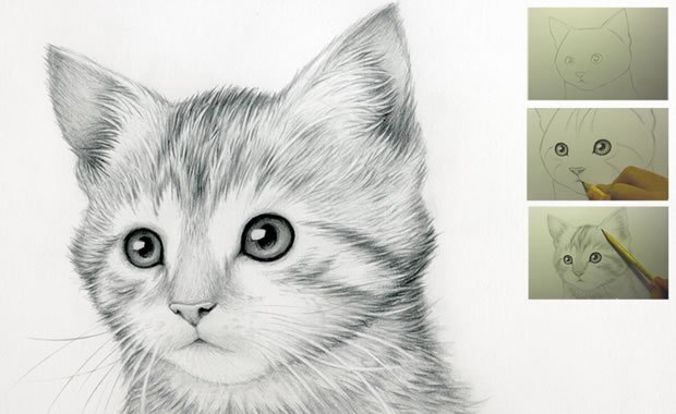 disegnare gatto