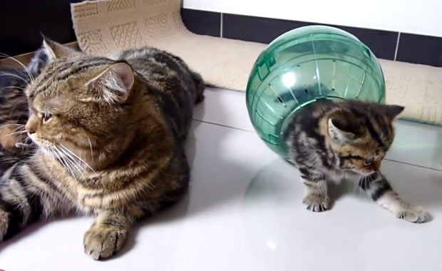 gattino sfera