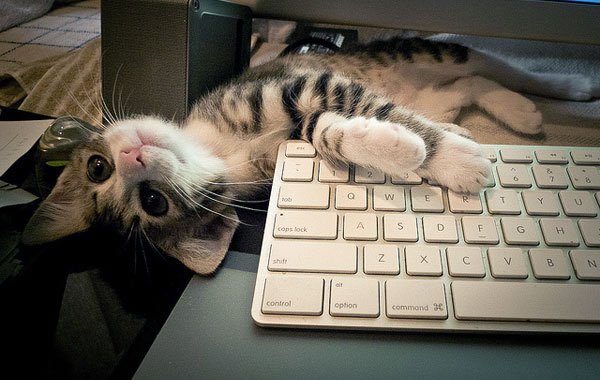 gattino tastiera