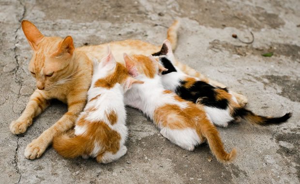 allattamento gatta
