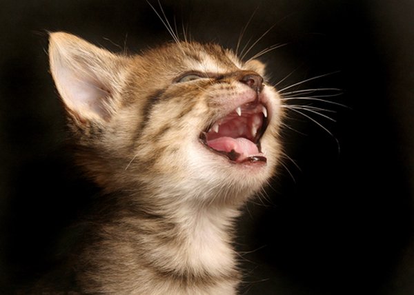 mothers-day-cat-sing_0