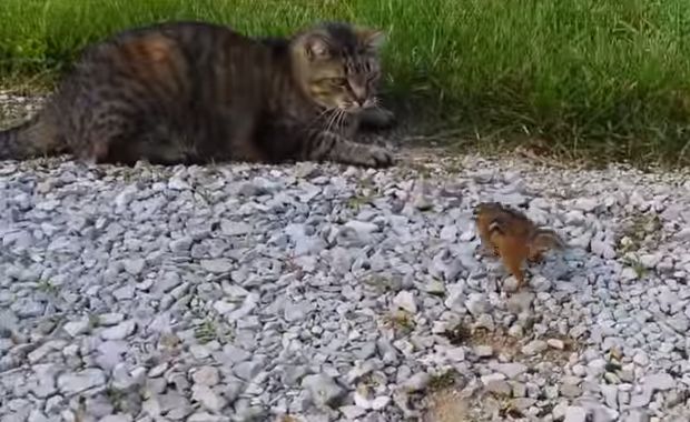 gatto e scoiattolo