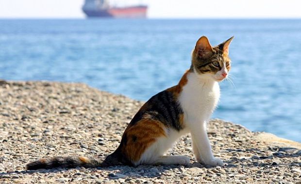 gatti al mare
