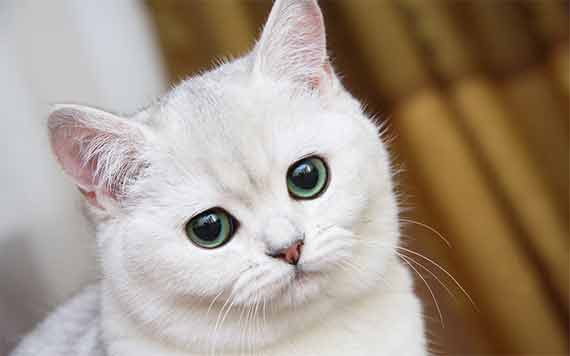 Perche i gatti bianchi spesso sono sordi